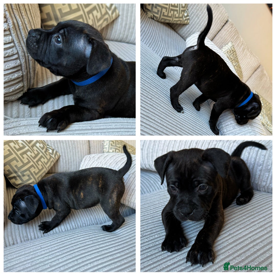 Staffordshire Bull Terrier dogs for sale: 1Boy left *Champion bloodline KC reg Puppy* - Image 14