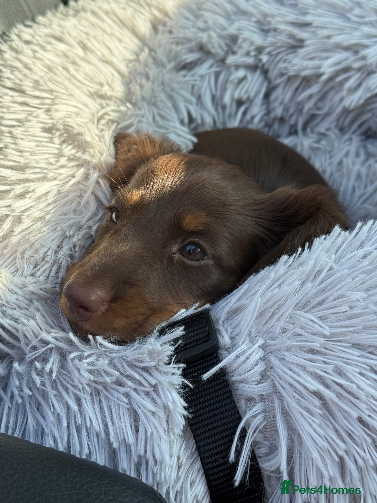 Miniature Dachshund dogs REDUCED Ready Now. 1 BOY KC Reg Mini Long Haired  - Advert 1