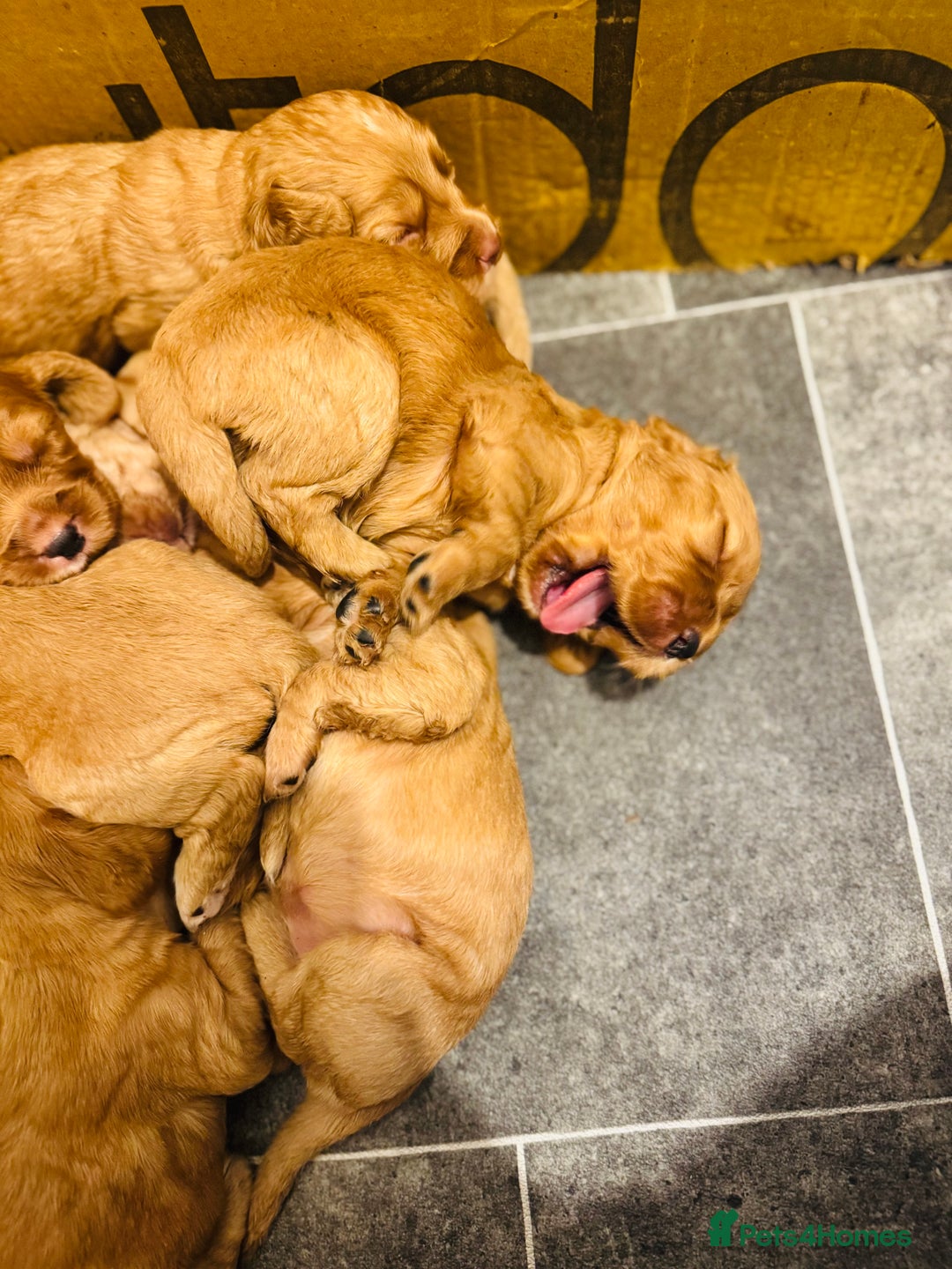 Cocker Spaniel dogs for sale: Ginger/Lemon Cocker Spaniel Puppies - Image 9