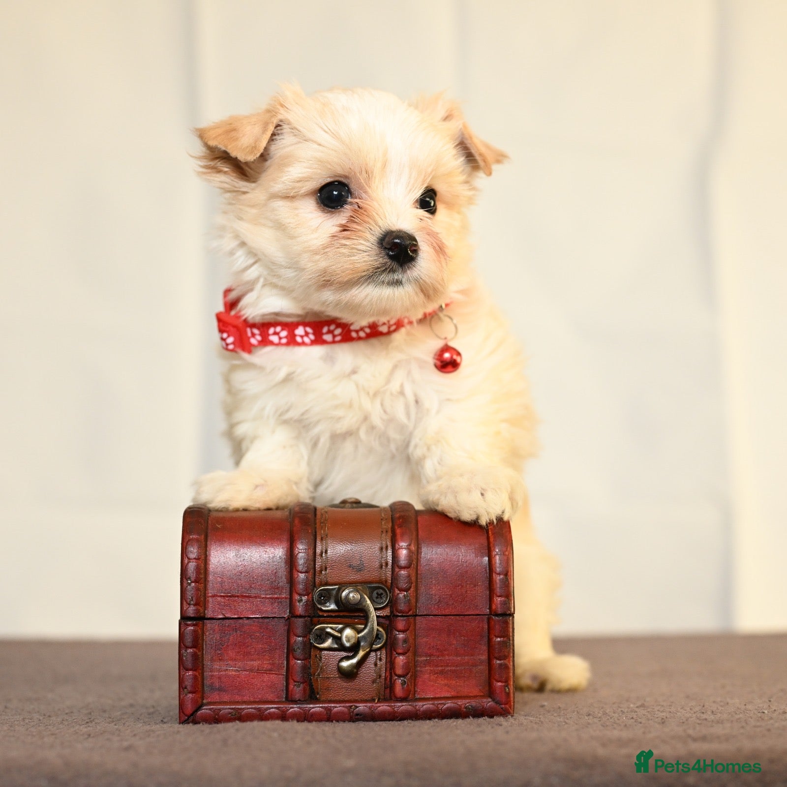 Biewer Terrier dogs Colorful Yorkshire terrier - Advert 9