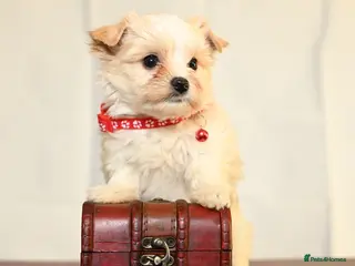 Biewer Terrier dogs Colorful Yorkshire terrier - Advert 9