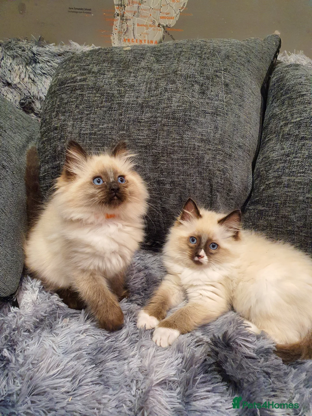 Ragdoll cats for sale: 💖Beautiful GCCF Registered Ragdoll Kittens💖 - Advert 6