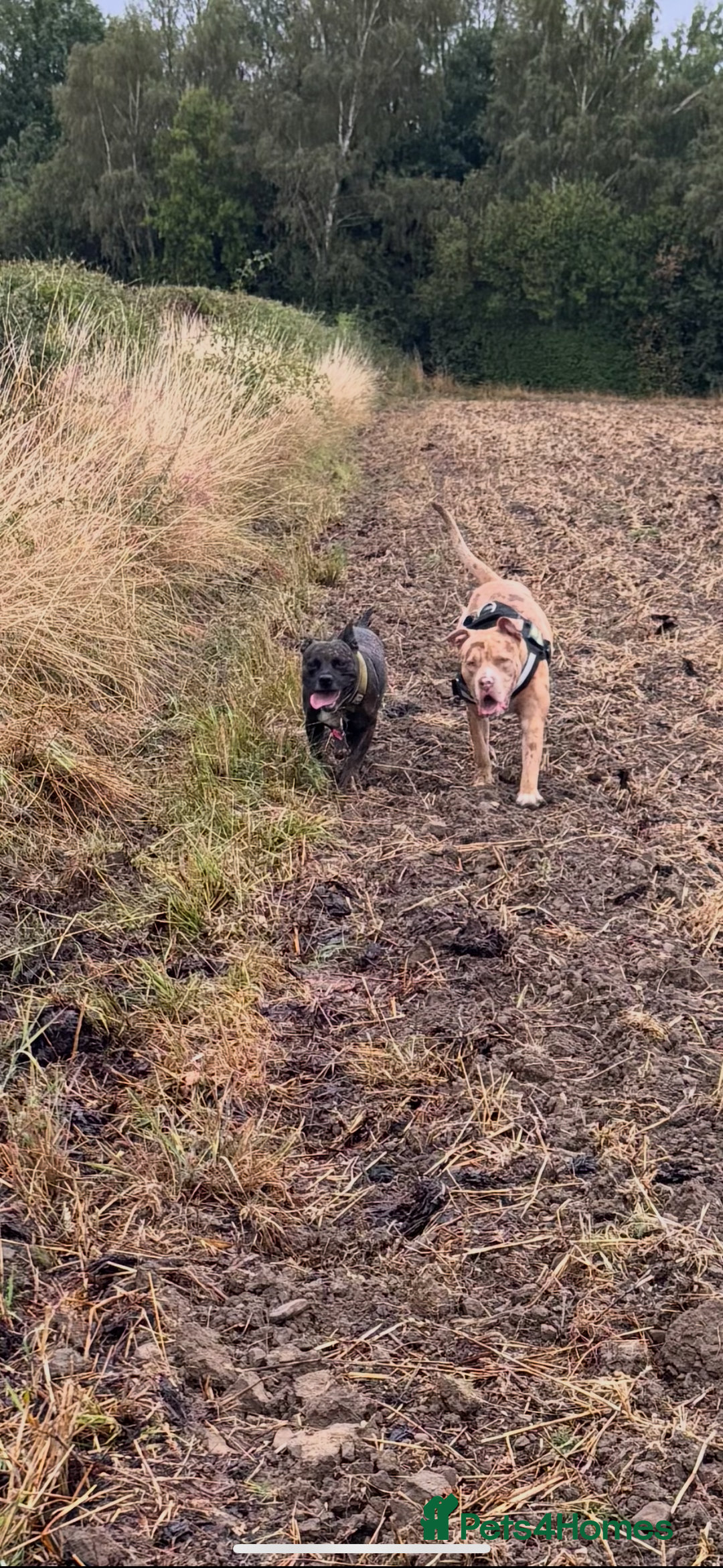 Staffordshire Bull Terrier dogs for sale: Staffy x puppy’s for sale  - Advert 7