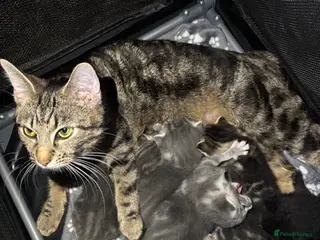 Mixed Breed cats Tabby kitten - Advert 3