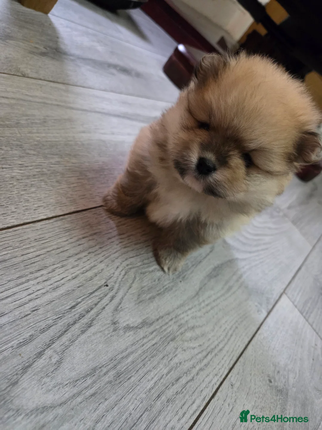 Pomeranian dogs for sale: Pomeranian puppies for sale 🐶🐾 - Advert 11