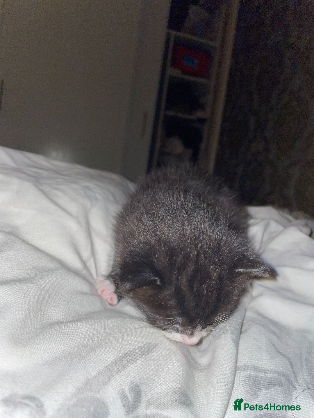 Mixed Breed cats for sale: 2 mix breed cats for sale (rare colours) tuxedo  - Advert 9