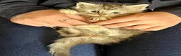 Maine Coon cats for sale: Pure Maine Coon Kittens - Advert 3