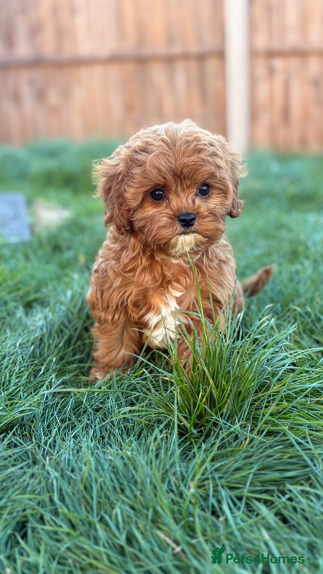 Cavapoo dogs Stunning Cavapoo puppies  - Advert 3
