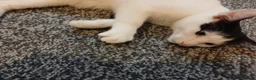 Mixed Breed cats for sale: Pandy in Birkenhead - Advert 10