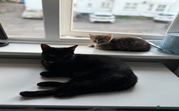 Domestic Shorthair cats for sale: Kitten for Sale - Image 3