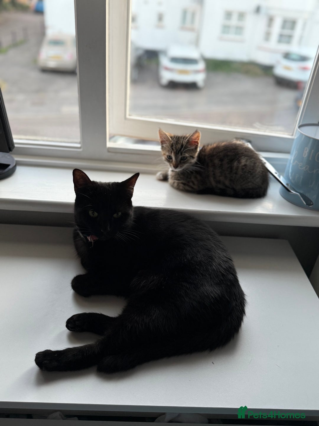 Domestic Shorthair cats for sale: Kitten for Sale - Image 3