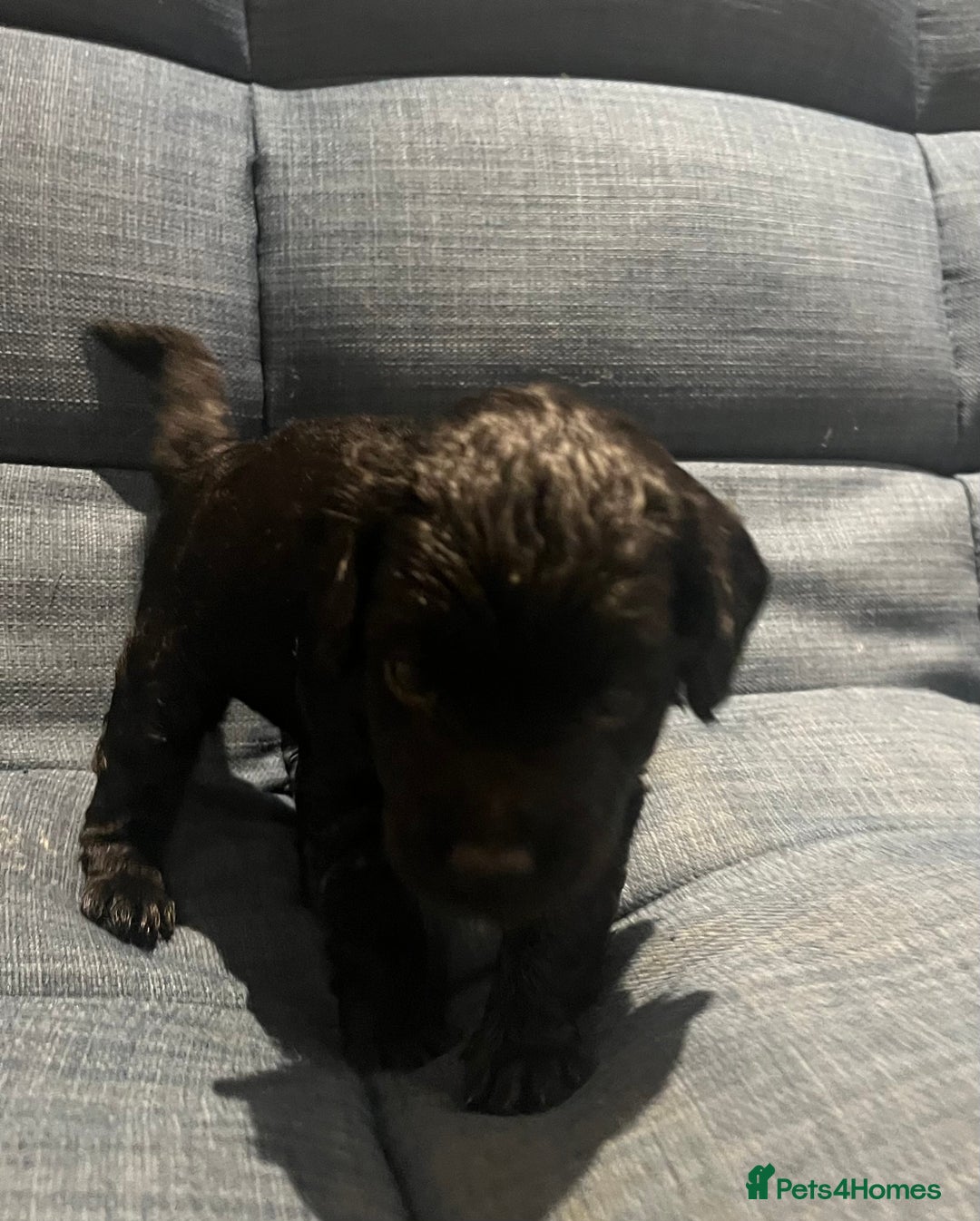 Cavapoo dogs for sale: ONLY our clever little Ricki left!  - Image 11