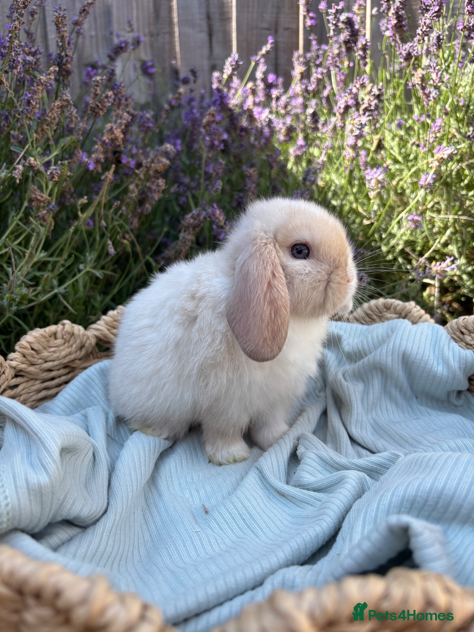 Mini Lop rabbits Last girl ready to go✨🫶🏻 - Advert 4