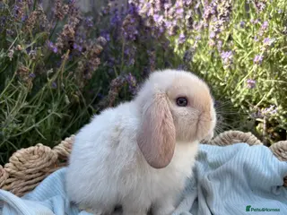 Mini Lop rabbits Last girl ready to go✨🫶🏻 - Advert 4