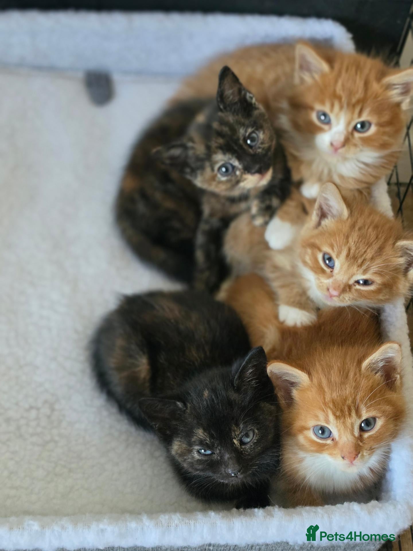 Mixed Breed cats Adorable ginger and tortishell kittens - Advert 1