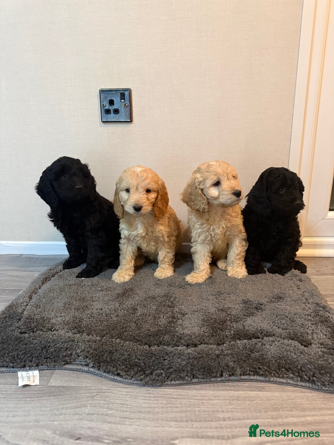 Cockapoo dogs for sale: Cockapoo puppies - Advert 3