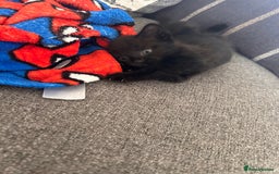 Domestic Shorthair cats for sale: Black and white shorthair kittens  - Image 2