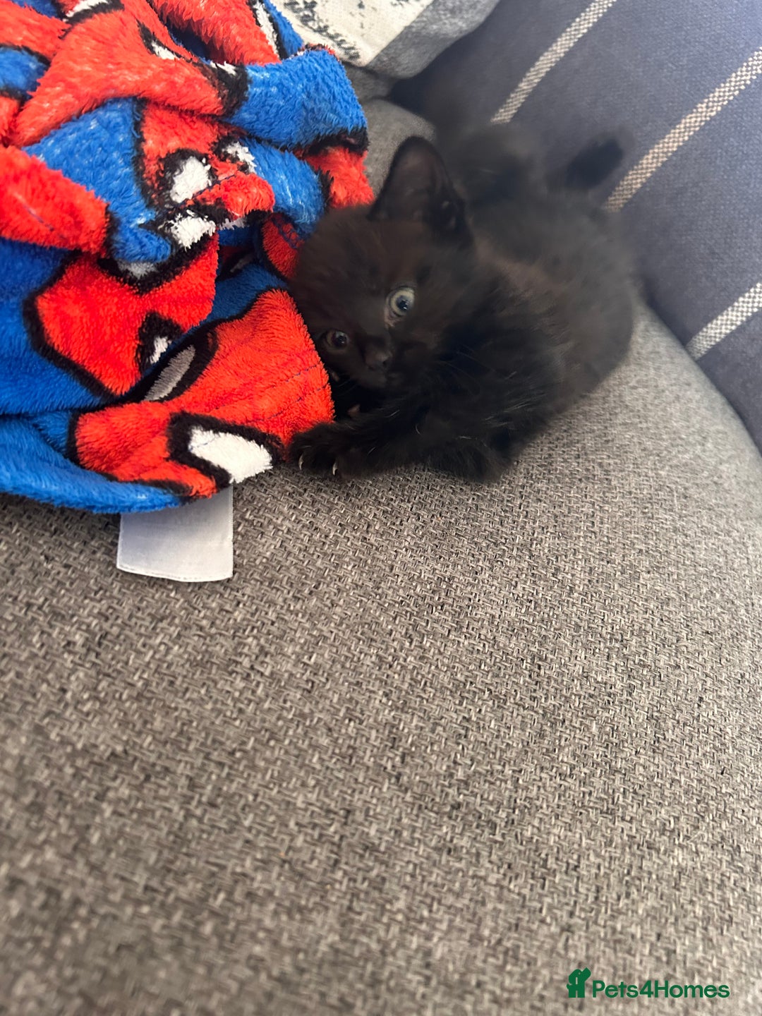 Domestic Shorthair cats for sale: Black and white shorthair kittens  - Image 2
