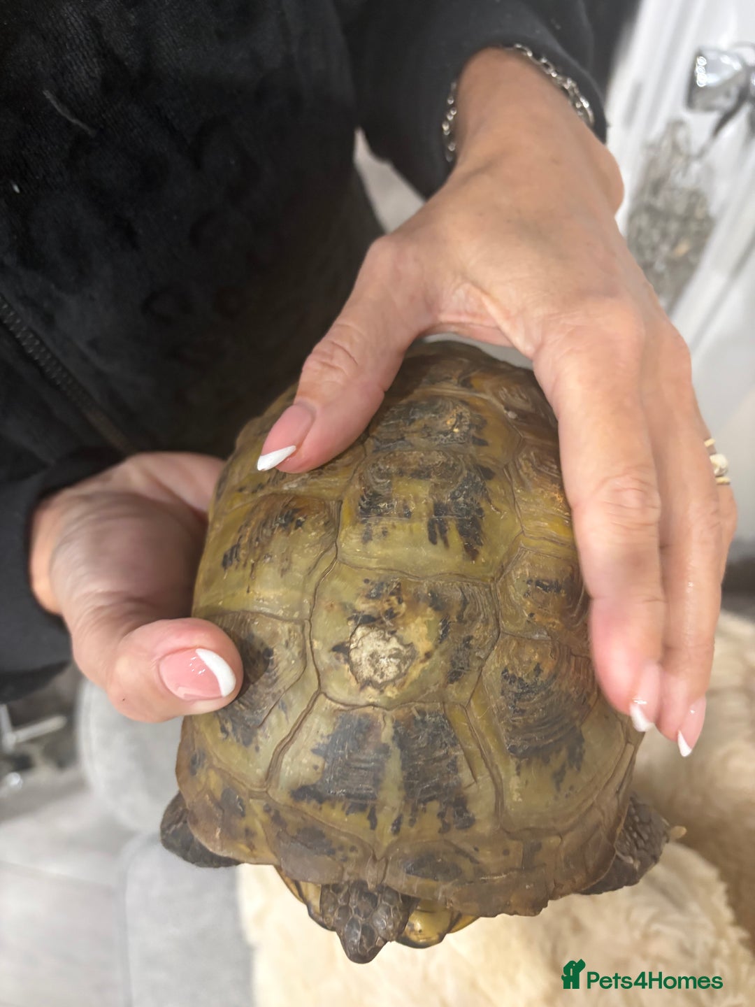 Tortoise reptiles for sale: Male female tortoise - Advert 3