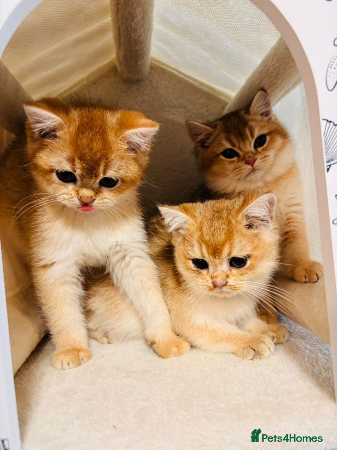 British Shorthair cats for sale: Charming British golden chinchillas - Advert 40