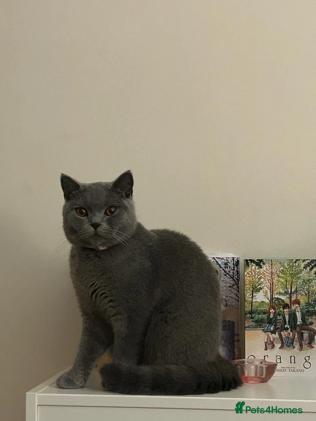 British Shorthair cats for sale: Lovely British Short Hair - Advert 5
