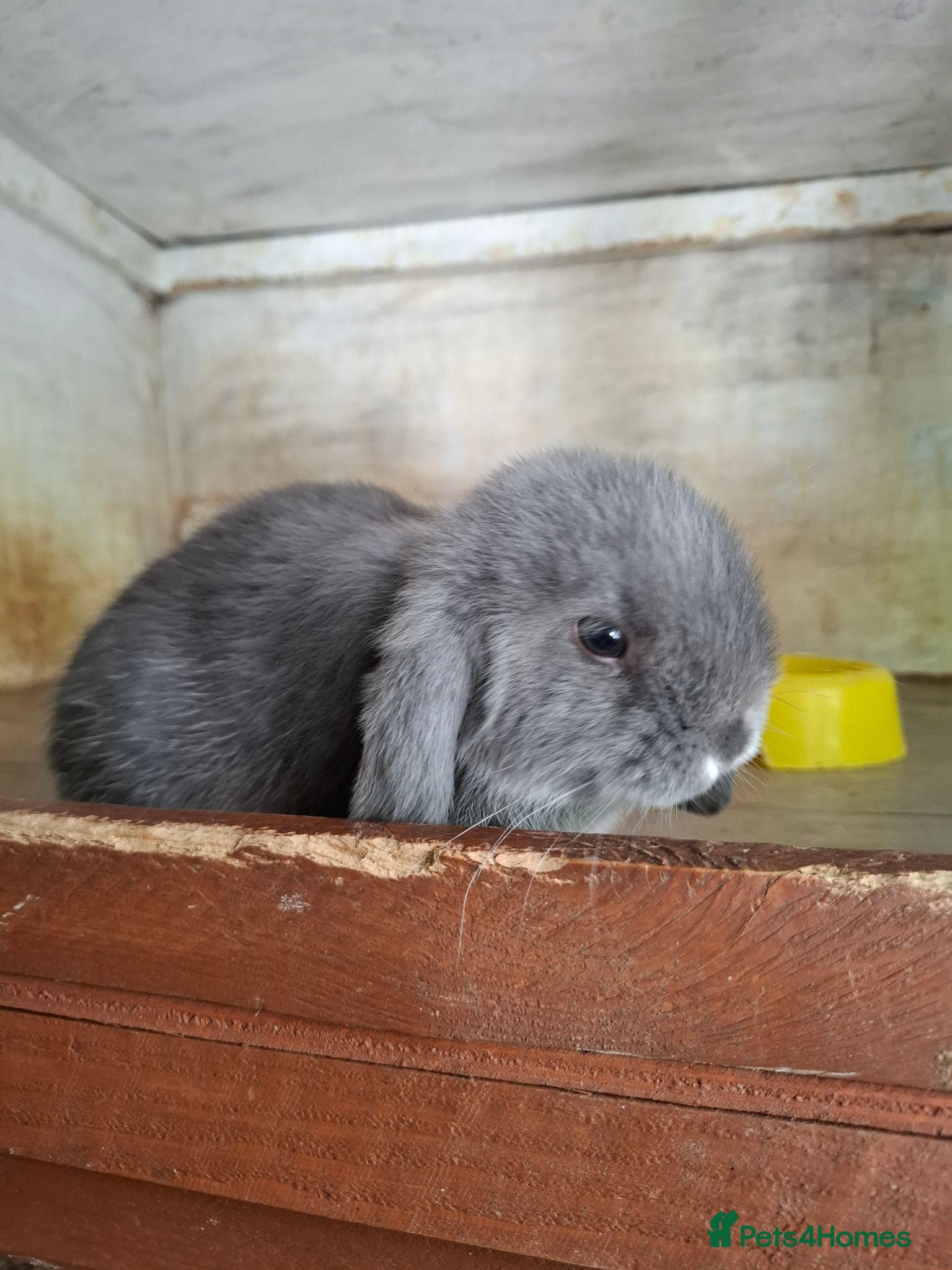 Mini Lop rabbits Beautiful Mini Lops - Advert 2