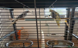 Cockatiels birds for sale: Pair of beautiful Cockatiels & good cage  - Image 2