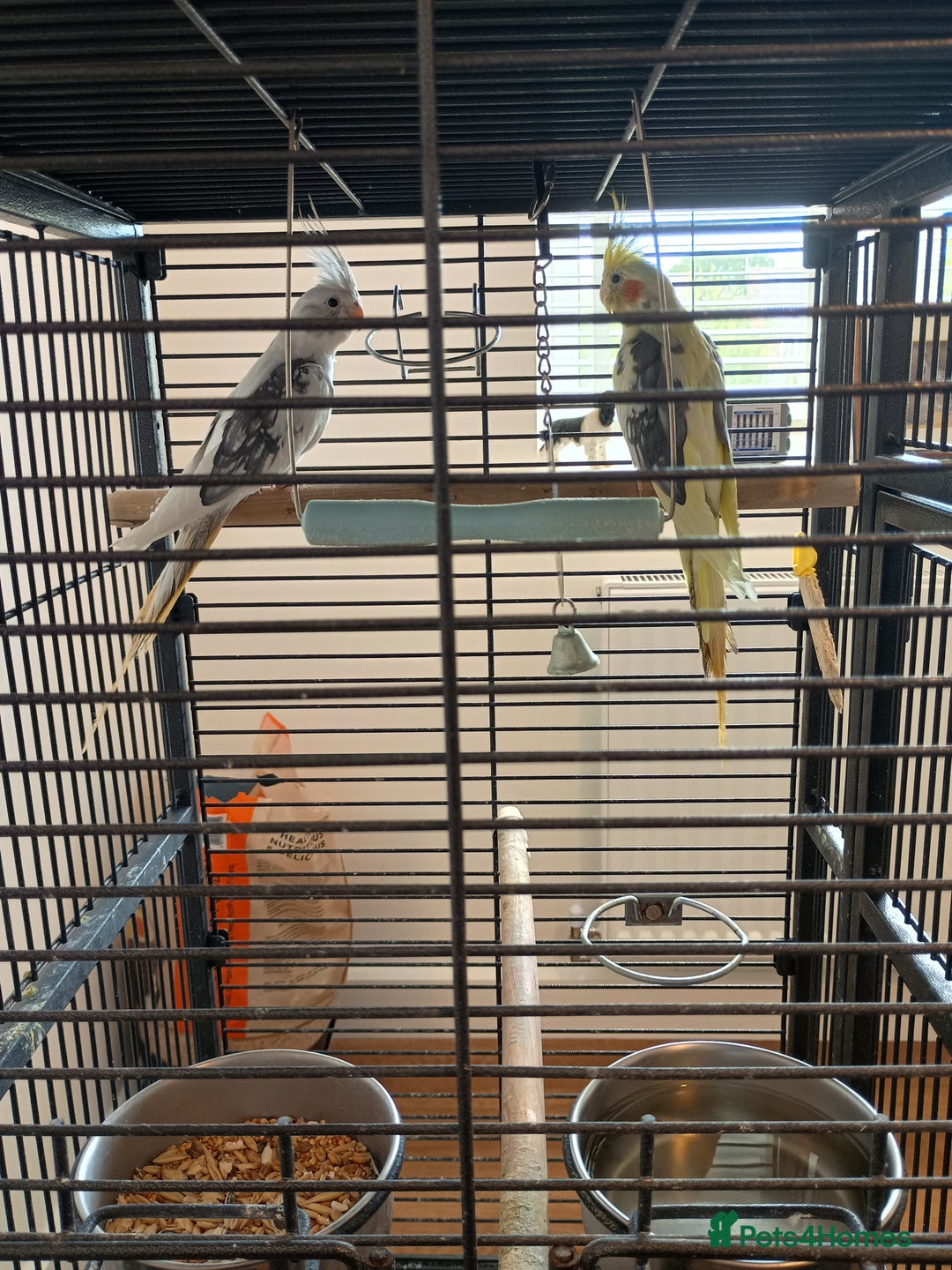 Cockatiels birds for sale: Pair of beautiful Cockatiels & good cage  - Image 2