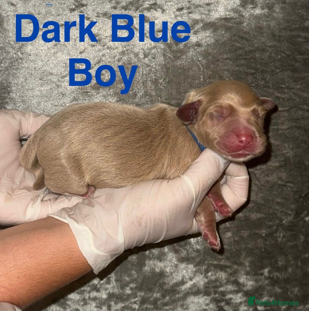Labrador Retriever dogs for sale: Stunning Labrador Puppy's ( 4 girls, 3 boys ) - Image 12