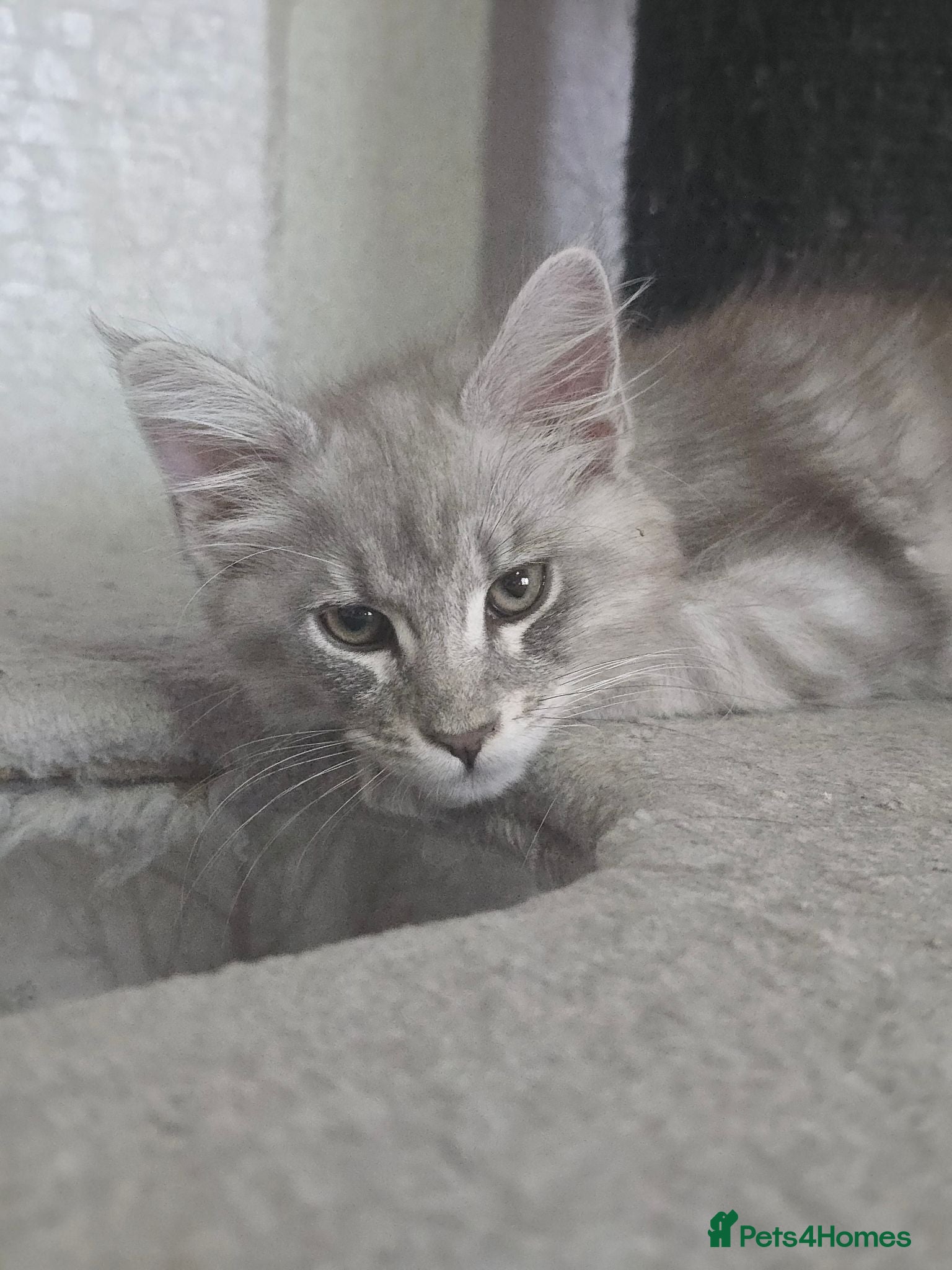 Maine Coon cats STUNNING RARE Maine Coons Shaded Shell Silver - Advert 2