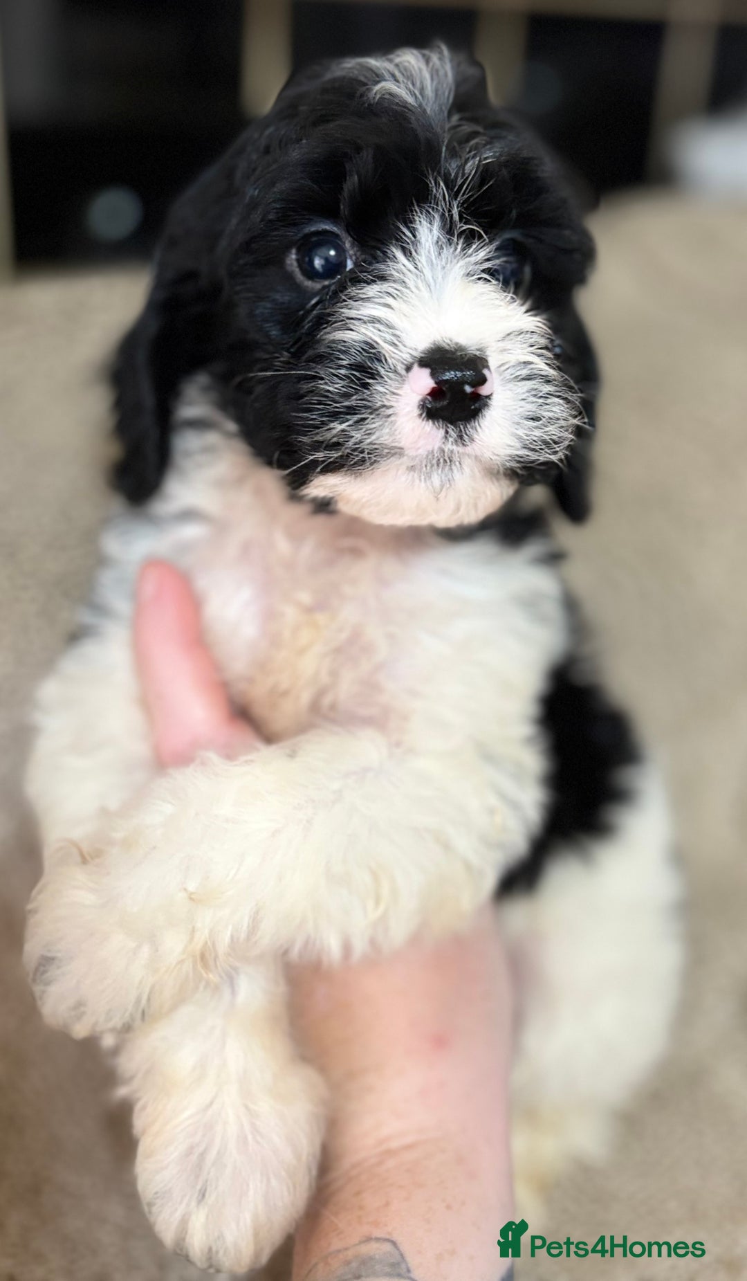Cockapoo dogs for sale: 🍭stunning F1 cockerpoos🍭 in Spennymoor - Image 12