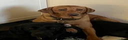 Labrador Retriever dogs for sale: 4 Beautiful Working Labrador Puppies - Advert 7