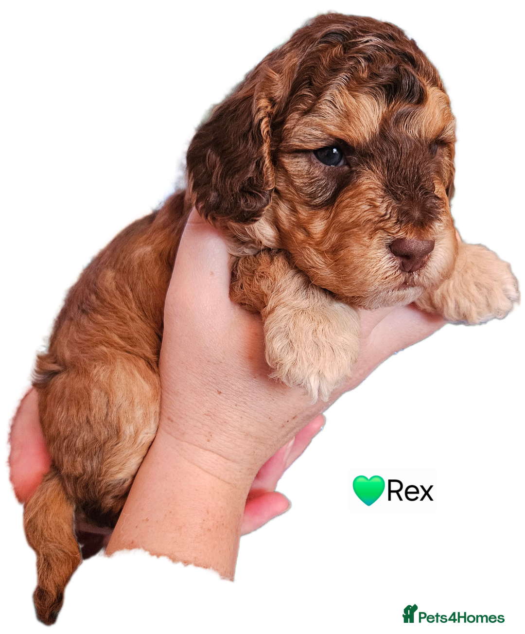 Cockapoo dogs for sale: F3b Cockapoo Puppies – DNA health tested - Advert 3