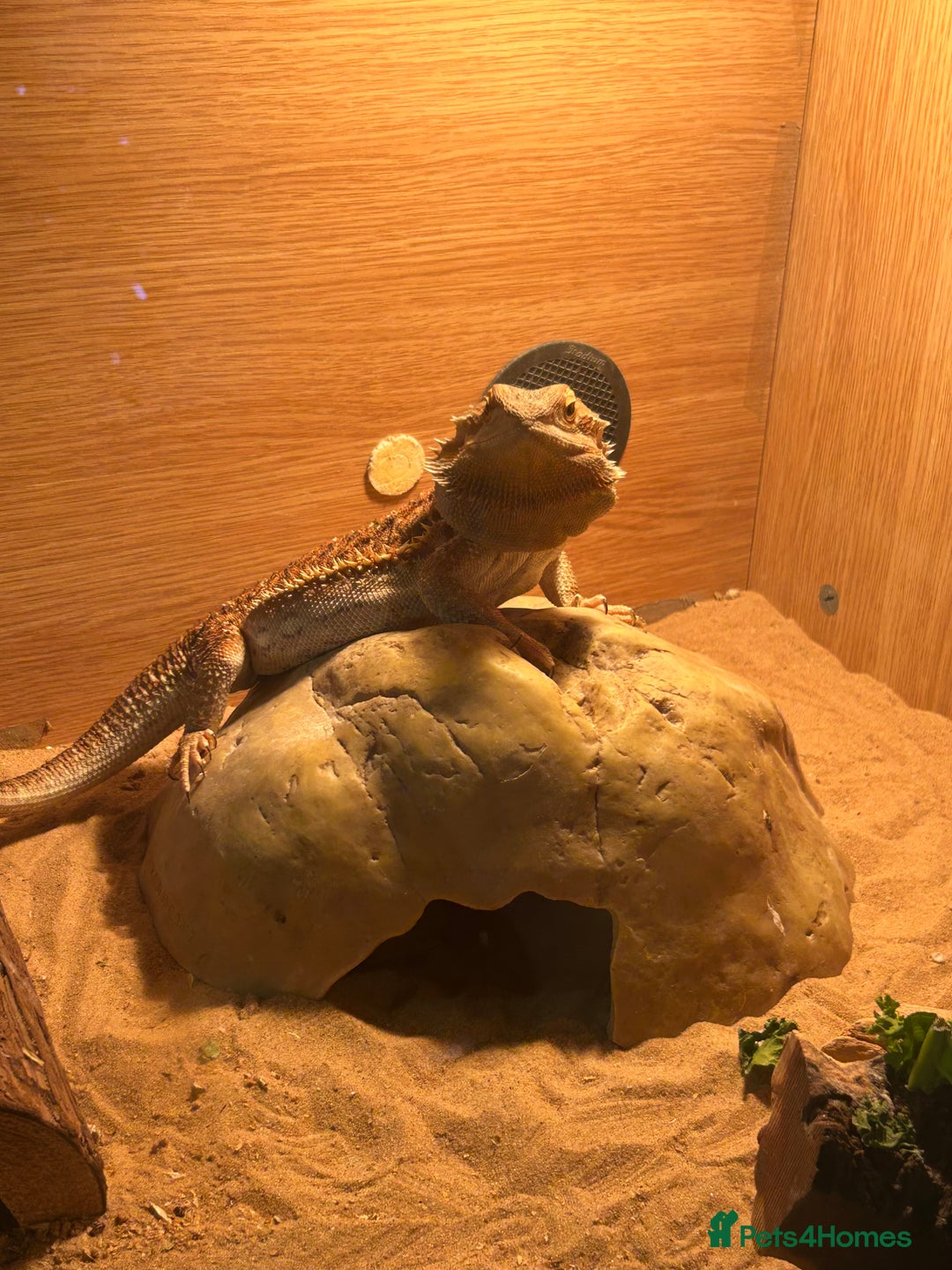 Bearded Dragon reptiles for sale: Rex (bearded dragon)  - Advert 2
