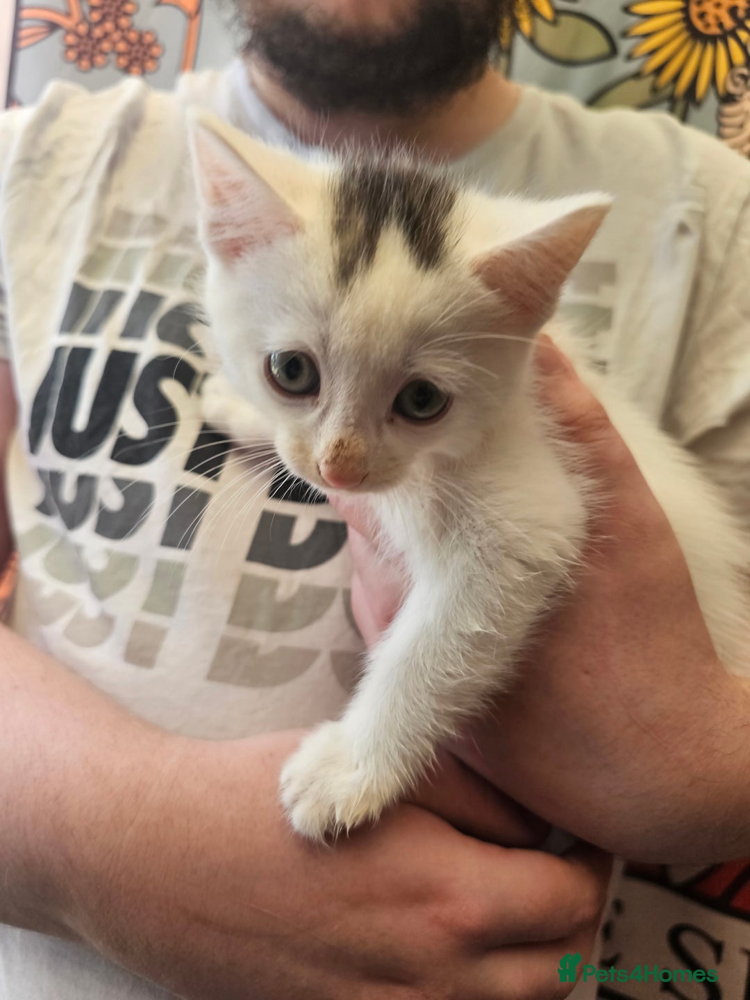 Mixed Breed cats for sale: KITTENS FOR SALE - Image 5