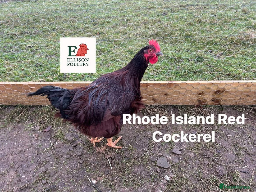 Chickens poultry for sale: Pure breed Chickens - Advert 4