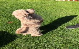 Cockapoo dogs for sale: Cockerpoo girl 11weeks old  - Image 15