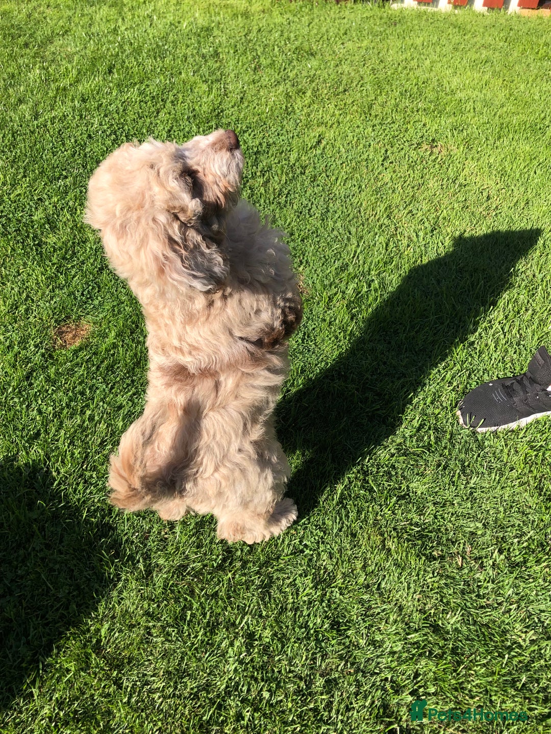 Cockapoo dogs for sale: Cockerpoo girl 11weeks old  - Image 15