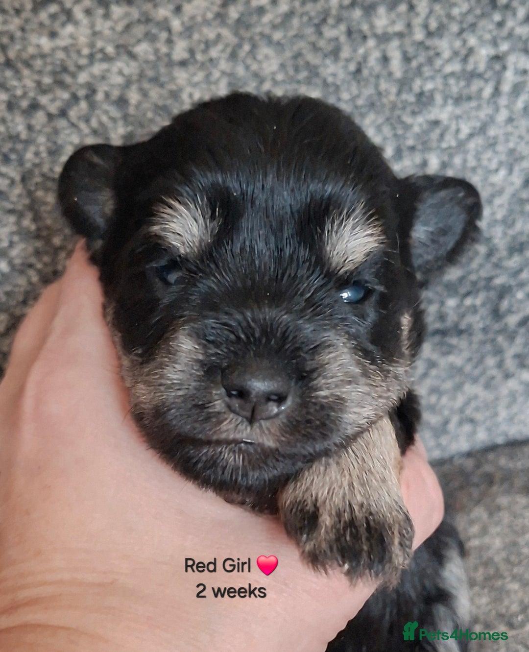Miniature Schnauzer dogs for sale: Fantastic litter of Black and Silver pups K.C Reg - Advert 1