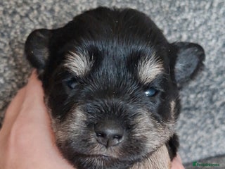 Miniature Schnauzer dogs Fantastic litter of Black and Silver pups K.C Reg - Advert 1