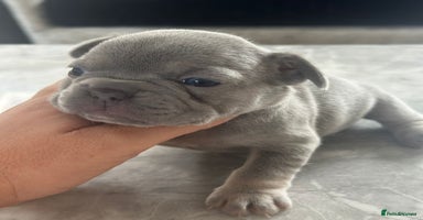 French Bulldog dogs - Advert 13