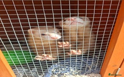 Ferret rodents for sale: 2 x male ferrets - Image 5