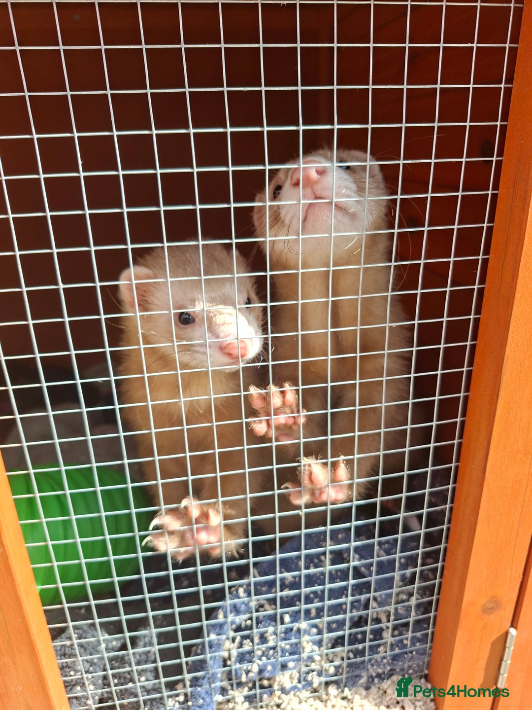Ferret rodents for sale: 2 x male ferrets - Image 5