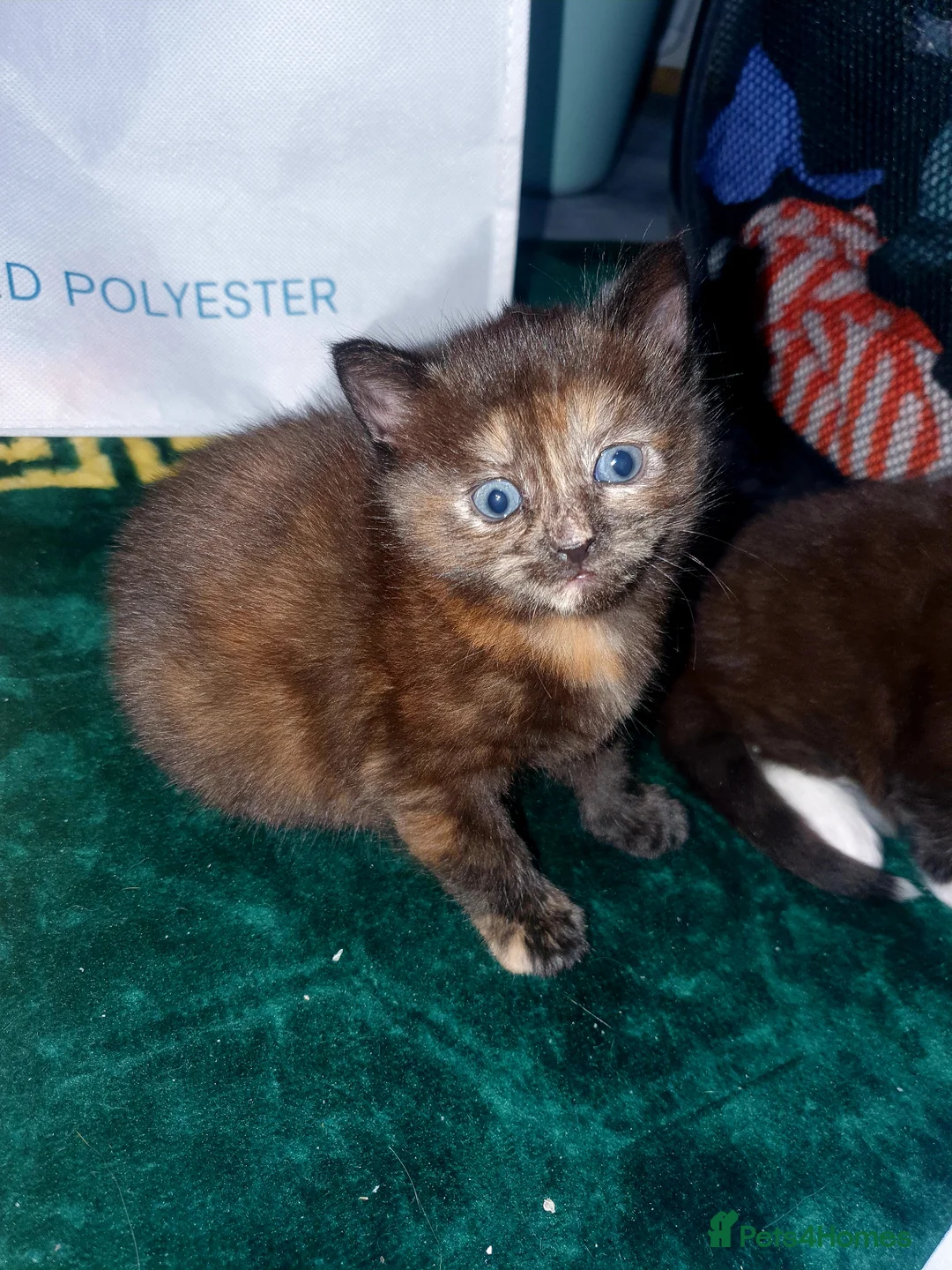 Mixed Breed cats for sale: Cute, playful, lovely kitten £170 - Advert 2