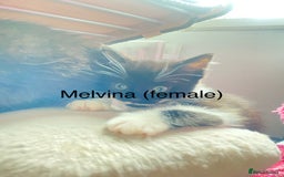 Ragdoll cats for sale: Ragdoll X domestic shorthair kittens  - Image 6