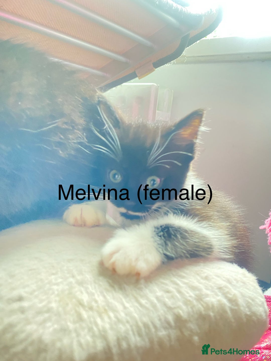 Ragdoll cats for sale: Ragdoll X domestic shorthair kittens  - Image 6