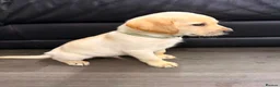 Labrador Retriever dogs for sale: 6x KC Reg Labrador's 3b /3g  2 black 4 Golden - Advert 18