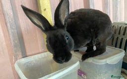Rex rabbits for sale: lion head x velvet rex babies  - Image 10