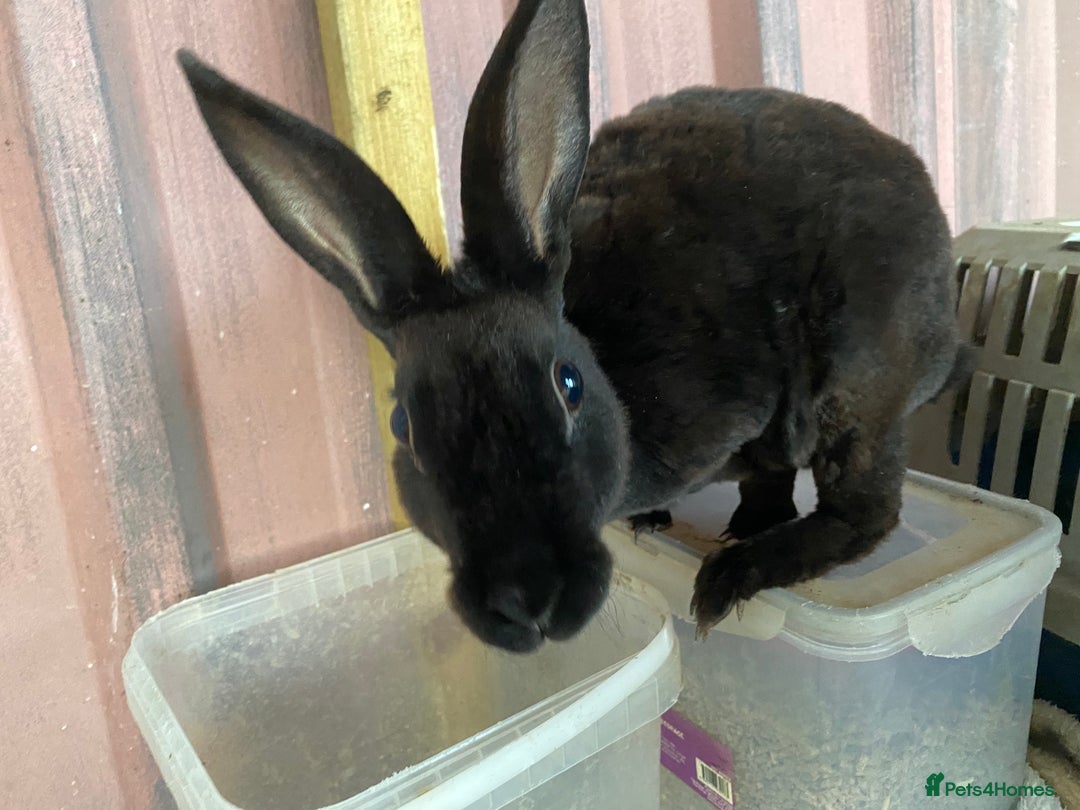 Rex rabbits for sale: lion head x velvet rex babies  - Image 10