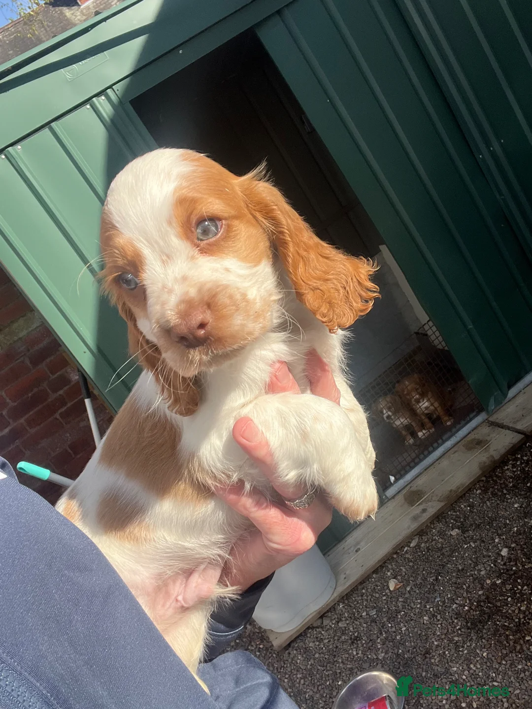 Cocker Spaniel dogs for sale: Cocker spaniel  - Advert 15